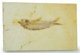 Detailed Fossil Fish (Knightia) - Wyoming #369402-1